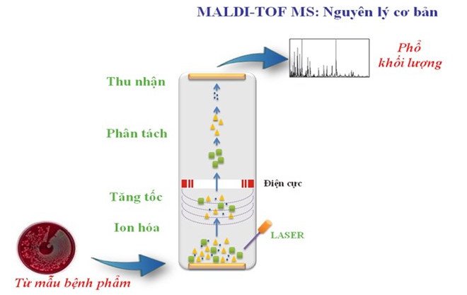 Tại sao phương pháp MALDI-TOF lại được ưa chuộng trong phân tích vi sinh vật?
